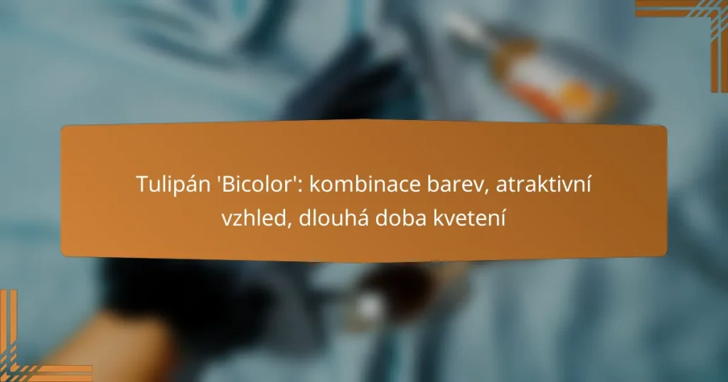 Tulipán ‘Bicolor’: kombinace barev, atraktivní vzhled, dlouhá doba kvetení