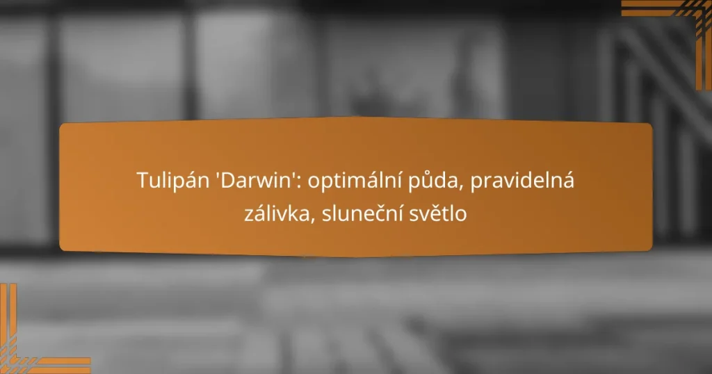 Tulipán ‘Darwin’: optimální půda, pravidelná zálivka, sluneční světlo
