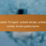Tulipán ‘Fringed’: zubaté okraje, unikátní vzhled, široká paleta barev