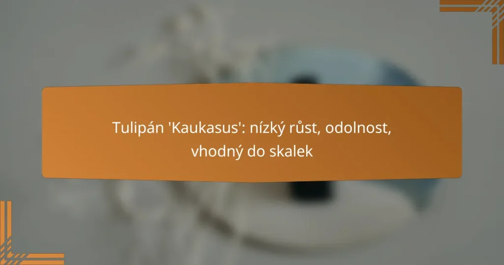 Tulipán ‘Kaukasus’: nízký růst, odolnost, vhodný do skalek