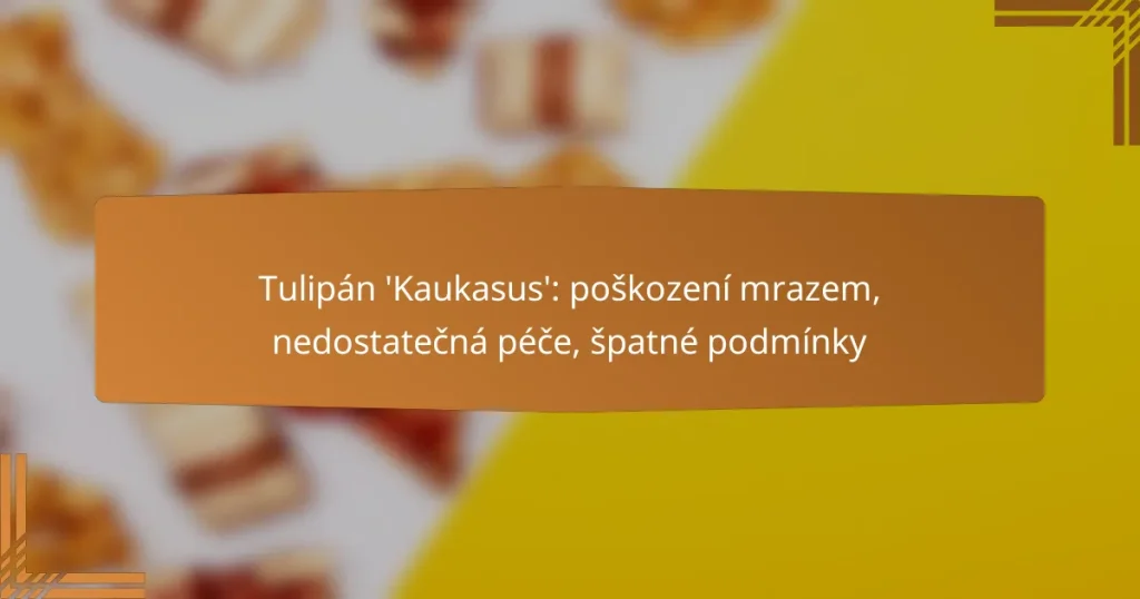 Tulipán ‘Kaukasus’: poškození mrazem, nedostatečná péče, špatné podmínky