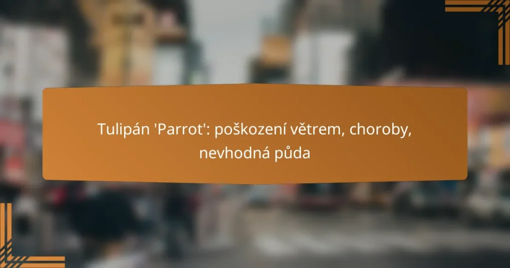 Tulipán ‘Parrot’: poškození větrem, choroby, nevhodná půda