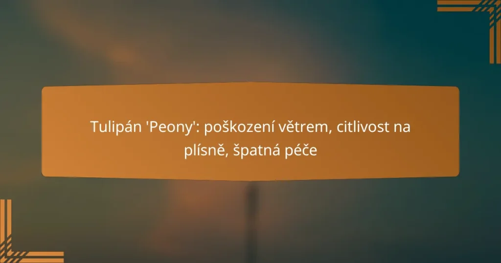 Tulipán ‘Peony’: poškození větrem, citlivost na plísně, špatná péče