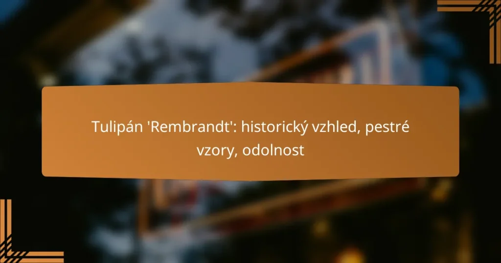 Tulipán ‘Rembrandt’: historický vzhled, pestré vzory, odolnost