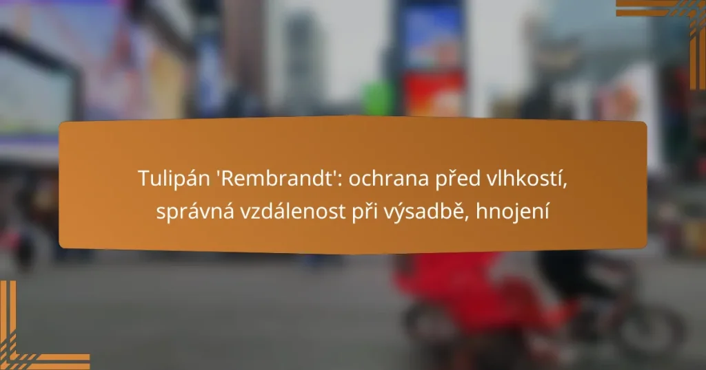 Tulipán ‘Rembrandt’: ochrana před vlhkostí, správná vzdálenost při výsadbě, hnojení