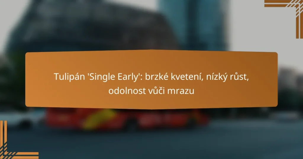Tulipán ‘Single Early’: brzké kvetení, nízký růst, odolnost vůči mrazu