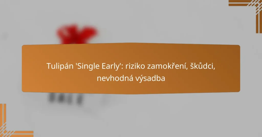 Tulipán ‘Single Early’: riziko zamokření, škůdci, nevhodná výsadba