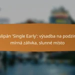 Tulipán ‘Single Early’: výsadba na podzim, mírná zálivka, slunné místo