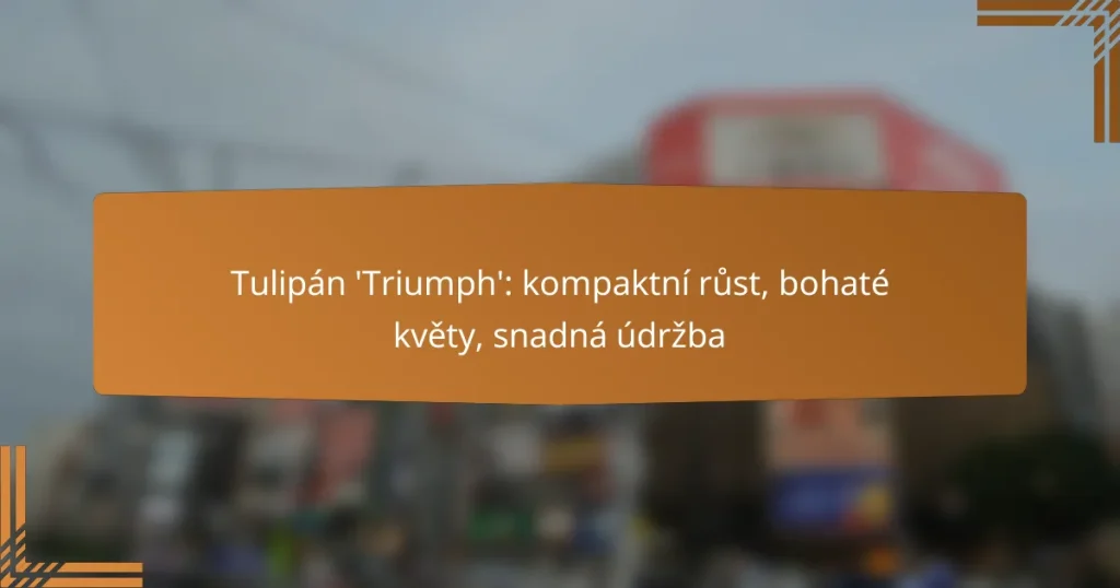 Tulipán ‘Triumph’: kompaktní růst, bohaté květy, snadná údržba