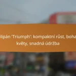 Tulipán ‘Triumph’: kompaktní růst, bohaté květy, snadná údržba
