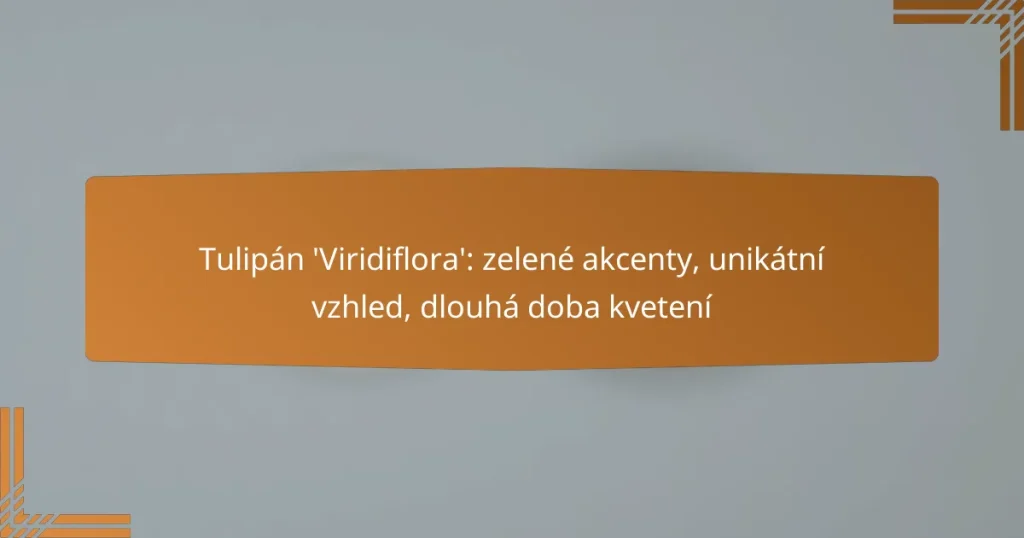 Tulipán ‘Viridiflora’: zelené akcenty, unikátní vzhled, dlouhá doba kvetení