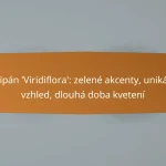 Tulipán ‘Viridiflora’: zelené akcenty, unikátní vzhled, dlouhá doba kvetení