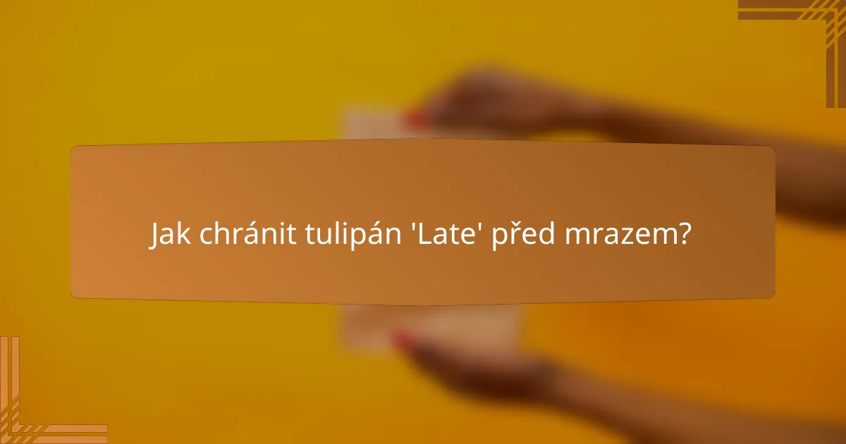 Jak chránit tulipán 'Late' před mrazem?