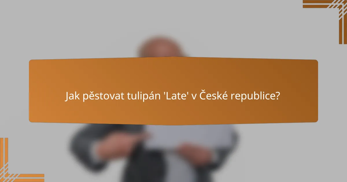 Jak pěstovat tulipán 'Late' v České republice?