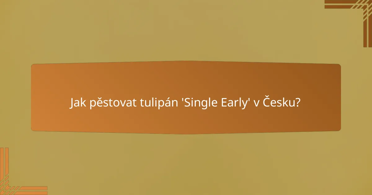 Jak pěstovat tulipán 'Single Early' v Česku?