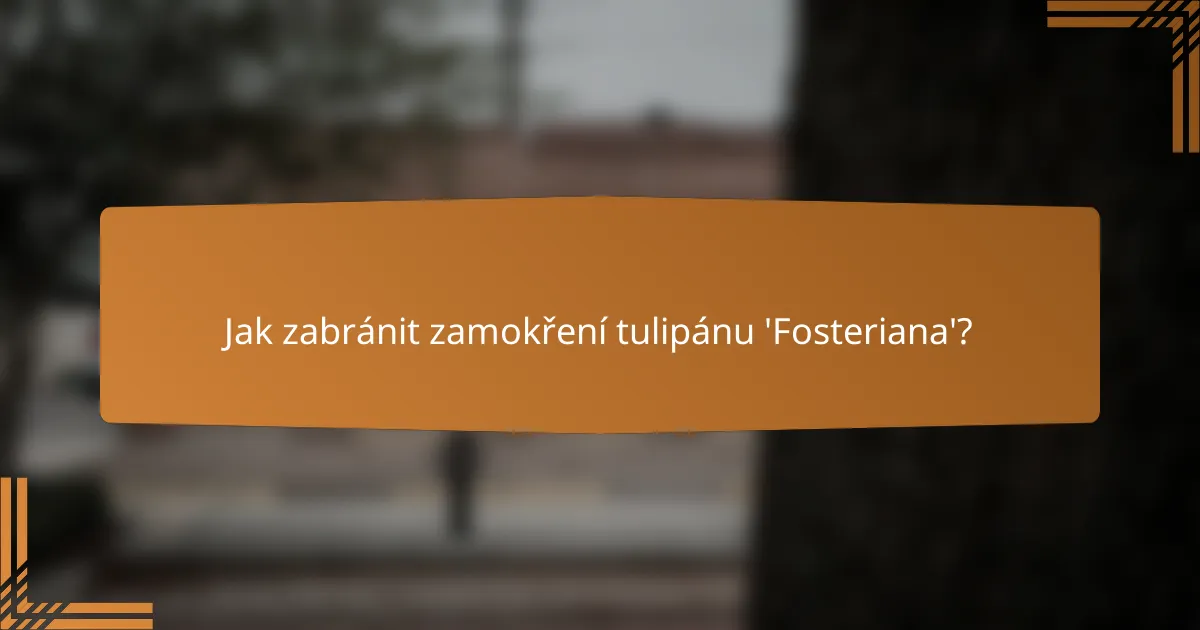 Jak zabránit zamokření tulipánu 'Fosteriana'?