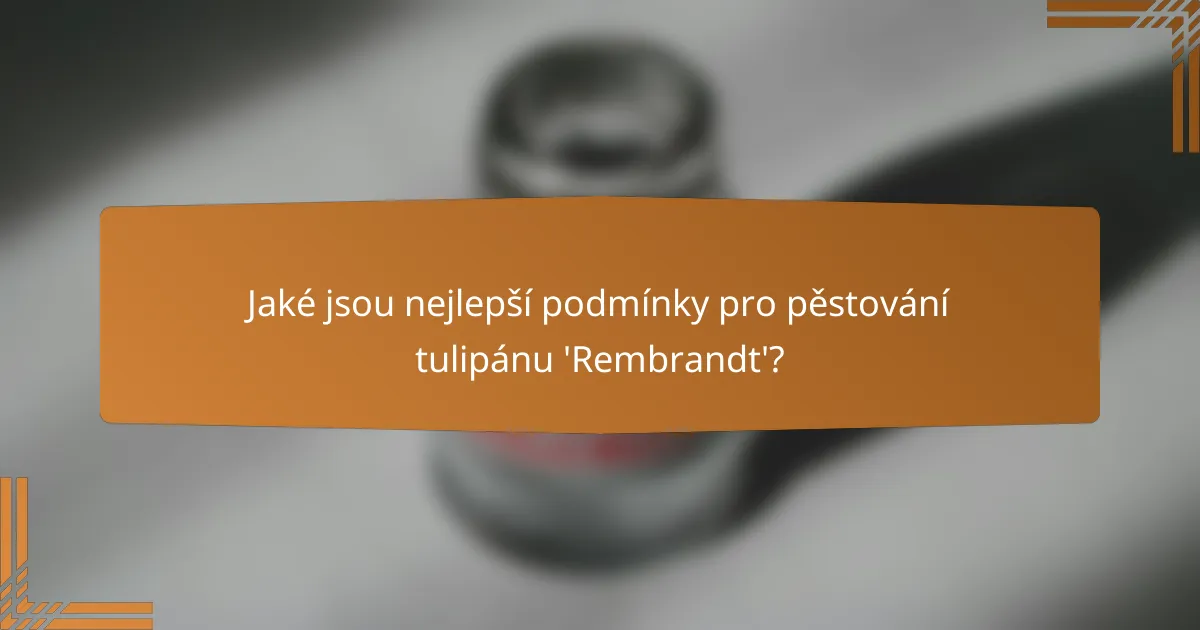 Jaké jsou nejlepší podmínky pro pěstování tulipánu 'Rembrandt'?