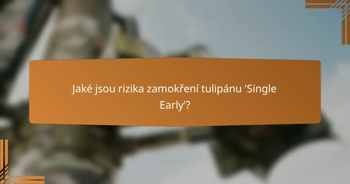 Jaké jsou rizika zamokření tulipánu 'Single Early'?